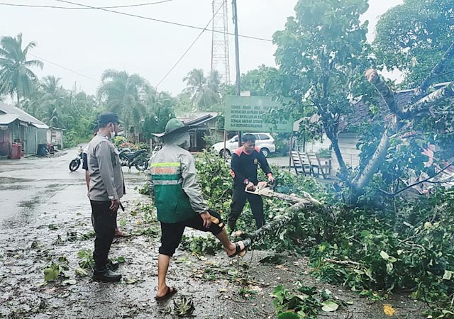 Pohon tumbang