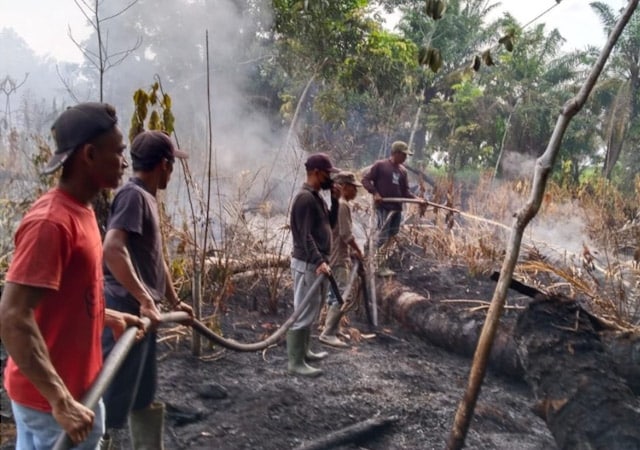 Lahan Perkebunan Masyarakat Kembali Terbakar Di Sidomulyo Labuhanbatu lahan