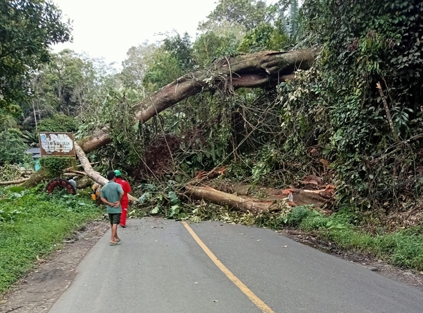 Pohon beringin