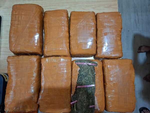 Sat Narkoba Polres Pelabuhan Belawan Gagalkan Peredaran 13 Kg Ganja, 2 Bandar Ditangkap Sat Narkoba